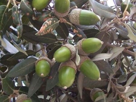 Quercus ilex 300-350 cm container meerstammig - afbeelding 15