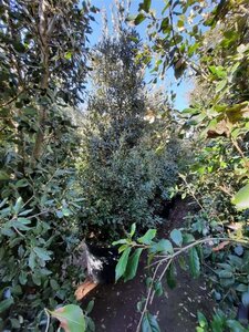 Quercus ilex 300-350 cm container meerstammig - afbeelding 21