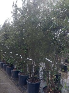 Quercus ilex 300-350 cm container meerstammig - afbeelding 10