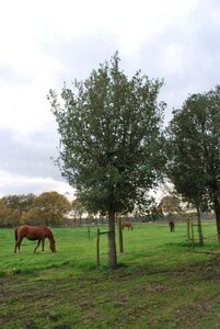 Quercus ilex 300-350 cm container meerstammig - afbeelding 16