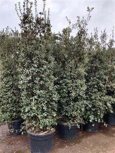 Quercus ilex 300-350 cm container meerstammig - afbeelding 22