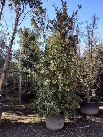 Quercus ilex 300-350 cm container meerstammig - afbeelding 23