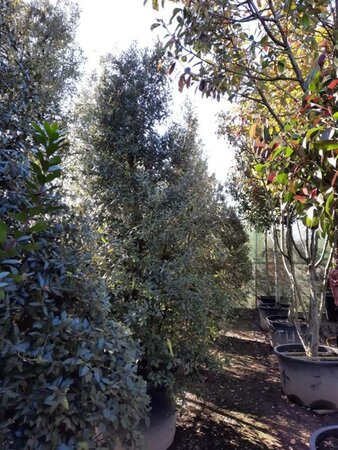 Quercus ilex 300-350 cm container meerstammig - afbeelding 24