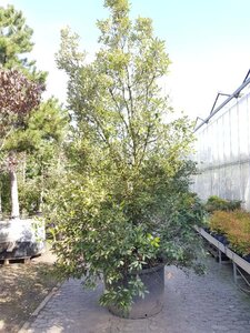 Quercus ilex 300-350 cm container meerstammig - afbeelding 14