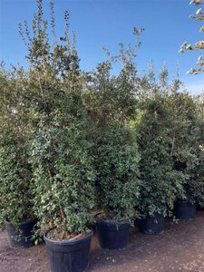 Quercus ilex 300-350 cm container meerstammig - afbeelding 13