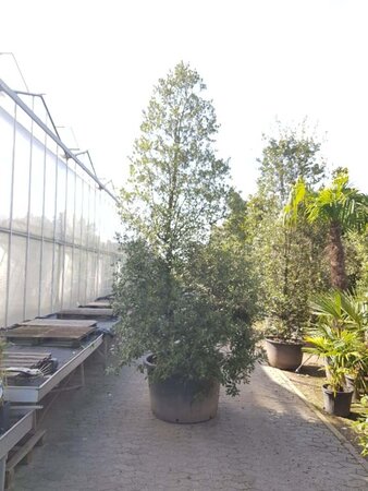 Quercus ilex 300-350 cm container meerstammig - afbeelding 12