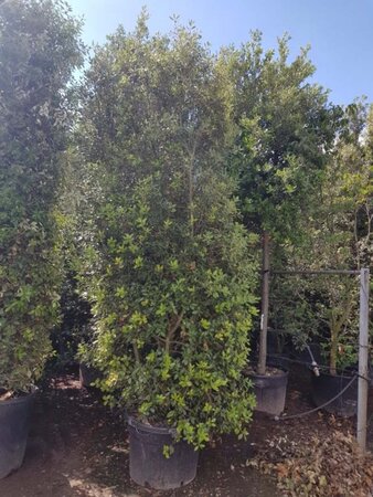 Quercus ilex 300-350 cm container meerstammig - afbeelding 2