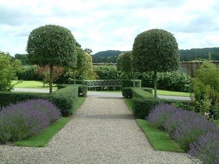 Quercus ilex 300-350 cm container meerstammig - afbeelding 17