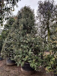 Quercus ilex 300-350 cm container meerstammig - afbeelding 3