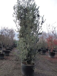 Quercus ilex 300-350 cm container meerstammig - afbeelding 4