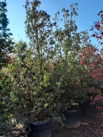 Quercus ilex 300-350 cm container meerstammig - afbeelding 5