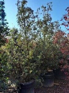 Quercus ilex 300-350 cm container meerstammig - afbeelding 5