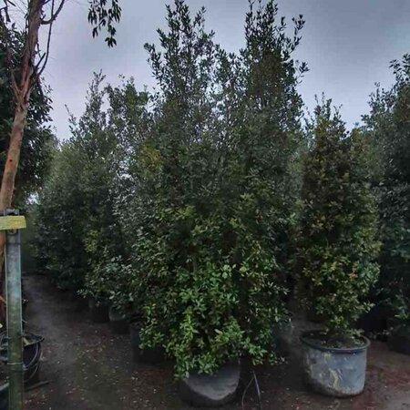 Quercus ilex 300-350 cm container meerstammig - afbeelding 6