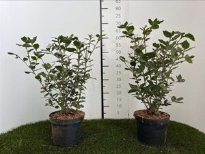 Quercus ilex 40-50 cm cont. 3,0L