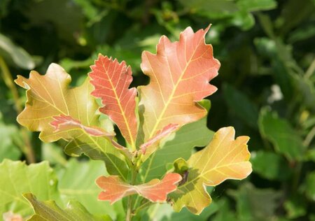 Quercus warei 'Regal Prince' = 'Long' 20-25 Hoogstam draadkluit voorgeleid - afbeelding 1