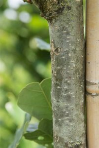 Quercus warei 'Regal Prince' = 'Long' 20-25 Hoogstam draadkluit voorgeleid - afbeelding 2