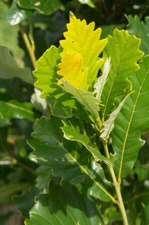 Quercus warei 'Regal Prince' = 'Long' 20-25 Hoogstam draadkluit voorgeleid - afbeelding 3