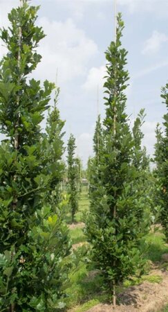 Quercus warei 'Regal Prince' = 'Long' 20-25 Hoogstam draadkluit voorgeleid - afbeelding 4