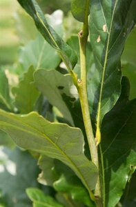 Quercus warei 'Regal Prince' = 'Long' 20-25 Hoogstam draadkluit voorgeleid - afbeelding 5