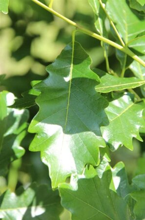 Quercus warei 'Regal Prince' = 'Long' 20-25 Hoogstam draadkluit voorgeleid - afbeelding 6