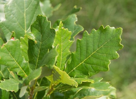 Quercus warei 'Regal Prince' = 'Long' 20-25 Hoogstam draadkluit voorgeleid - afbeelding 7