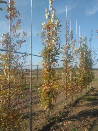 Quercus warei 'Regal Prince' = 'Long' 8-10 cm met kluit geveerd - afbeelding 2