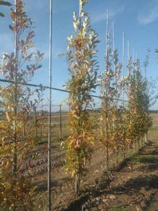 Quercus warei 'Regal Prince' = 'Long' 8-10 cm met kluit geveerd - afbeelding 2