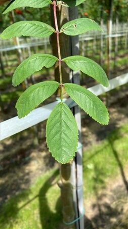 Sorbus aucuparia edulis 12-14 Hoogstam draadkluit 2 X verplant - afbeelding 2