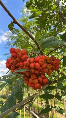 Sorbus aucuparia edulis 12-14 Hoogstam draadkluit 2 X verplant - afbeelding 3