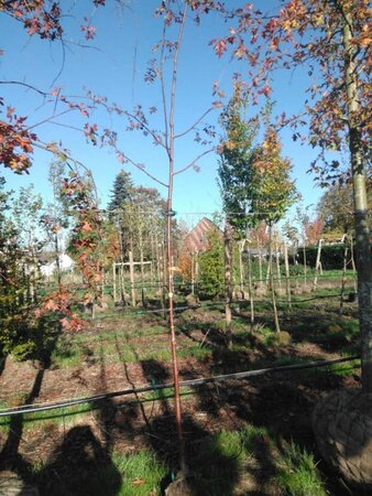 Sorbus aucuparia 8-10 Hoogstam draadkluit