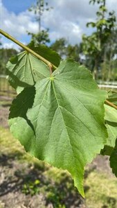 Tilia cordata 18-20 Hoogstam draadkluit 3 X verplant - afbeelding 2