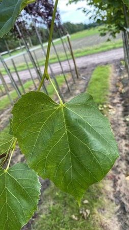 Tilia europaea 'Euchlora' 12-14 Hoogstam draadkluit 2 X verplant - afbeelding 1