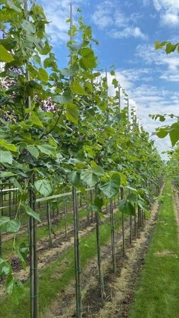 Tilia europaea 'Euchlora' 12-14 Hoogstam draadkluit 2 X verplant - afbeelding 2