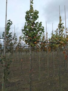 Tilia europaea 'Pallida' 10-12 Hoogstam wortelgoed