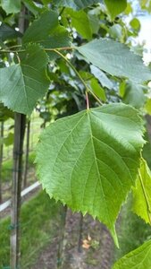 Tilia europaea 'Pallida' 12-14 Hoogstam draadkluit 2 X verplant - afbeelding 1