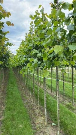 Tilia europaea 'Pallida' 12-14 Hoogstam draadkluit 2 X verplant - afbeelding 2