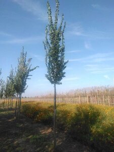 Ulmus 'Columella' 18-20 Hoogstam draadkluit 3 X verplant