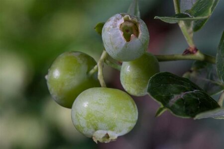 Vaccinium c. 'Brigitta Blue' geen maat specificatie cont. 5,0L