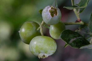 Vaccinium c. 'Brigitta Blue' geen maat specificatie cont. 5,0L