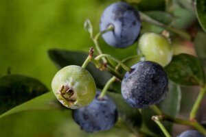 Vaccinium c. 'Bluegold' 70 cm vierkant 2L - afbeelding 1