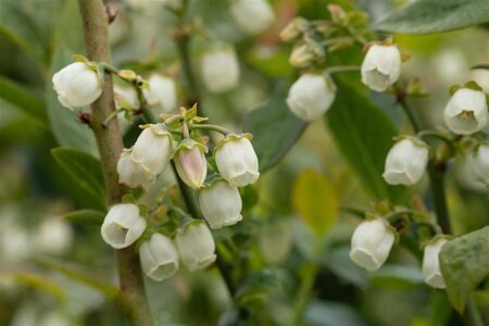 Vaccinium c. 'Bluegold' 70 cm vierkant 2L - afbeelding 2