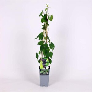 Vitis amurensis 70 cm vierkant 2L