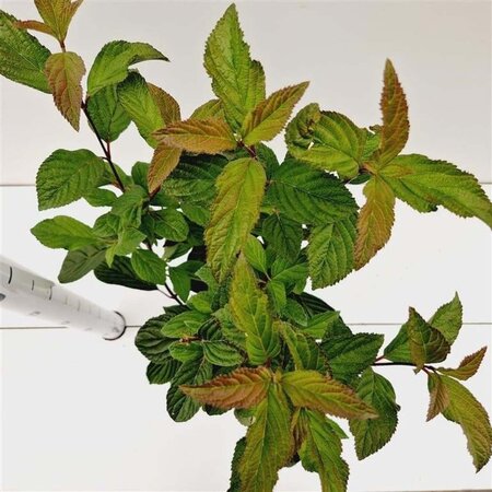 Viburnum bodn. 'Dawn' 40-50 cm cont. 2,5L - afbeelding 2