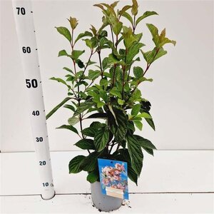 Viburnum bodn. 'Dawn' 40-50 cm cont. 2,5L - afbeelding 3