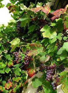 Vitis 'Boskoop Glory' (blauw-bijna pitloos) 80-100 cm cont. 2,0L met stok - afbeelding 2