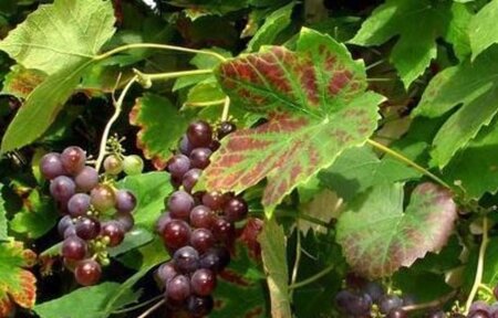 Vitis 'Boskoop Glory' (blauw-bijna pitloos) geen maat specificatie container