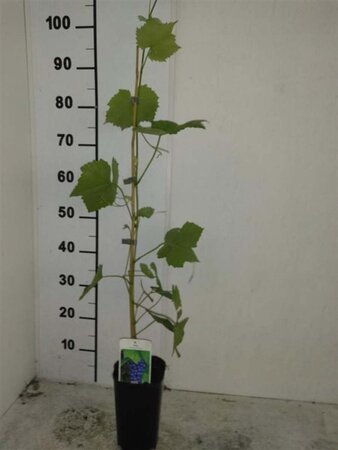 Vitis 'Suffolk Red' (pitloos) 80-100 cm rozenpot 2L