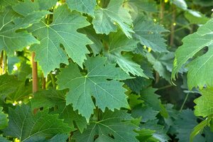 Vitis 'Phoenix' geen maat specificatie container - afbeelding 1