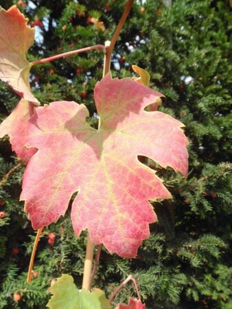 Vitis 'Saint Laurent' BLAUW geen maat specificatie cont. 2,0L - afbeelding 1