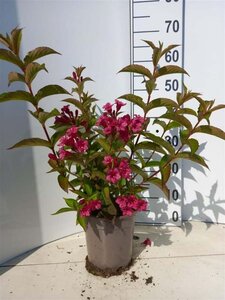 Weigela 'Bristol Ruby' 30-40 cm cont. 2,0L - afbeelding 1